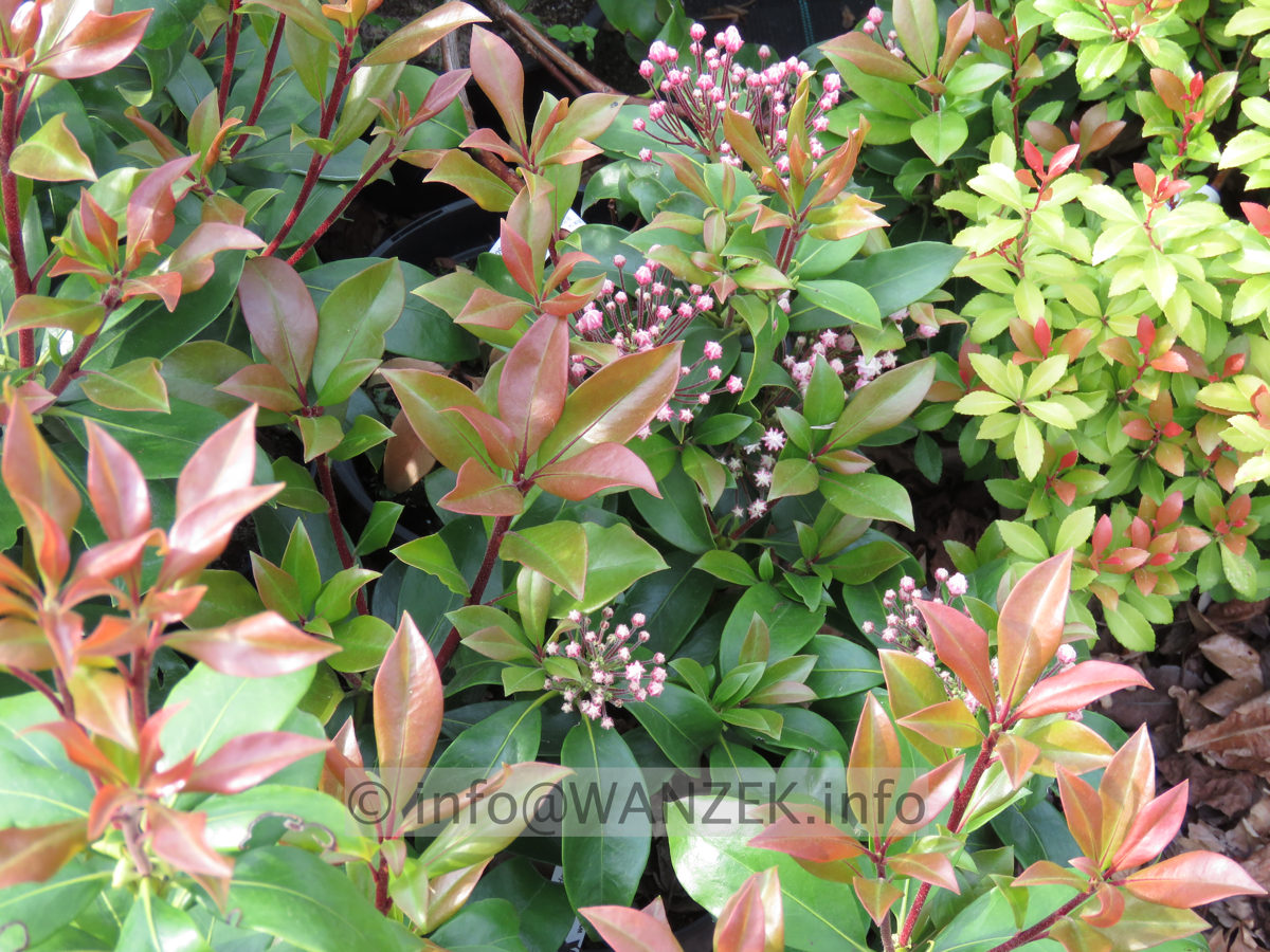 Kalmia latifolia Zebulon 007.JPG